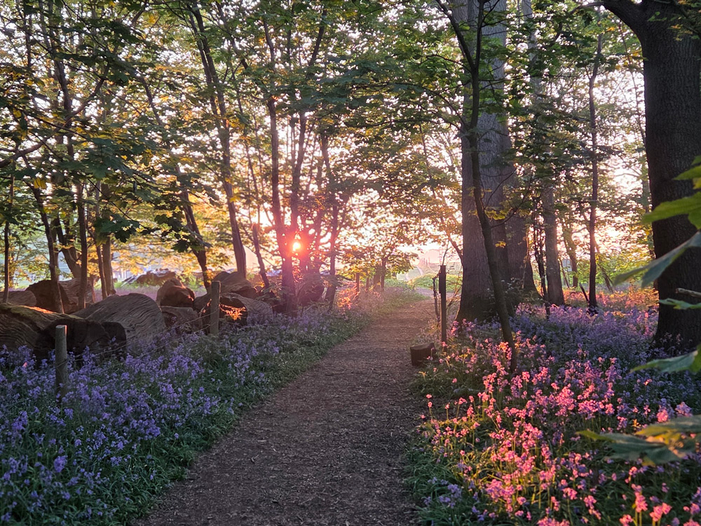 bluebells at dawn